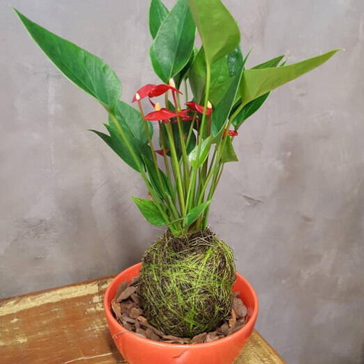 Kokedama Com Mini Anturio