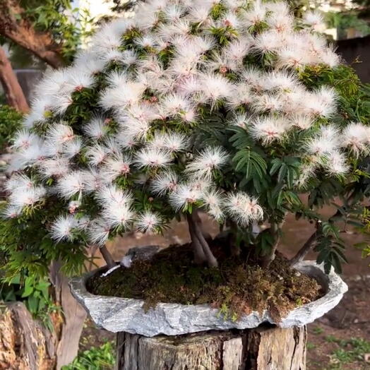 Florestinha de Caliandra