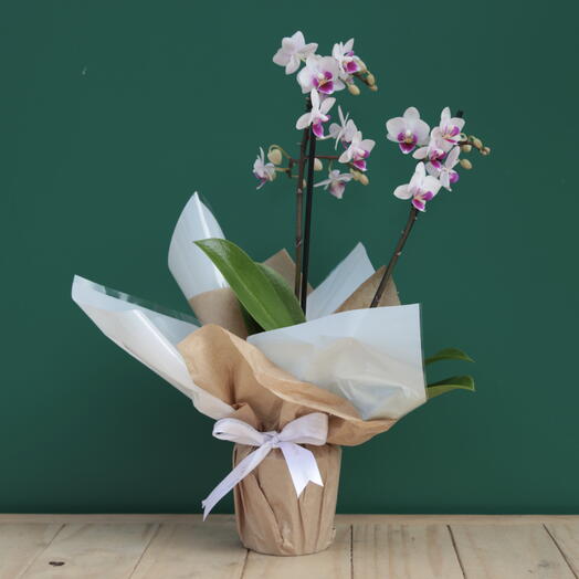 ORQUIDEA NATURAL