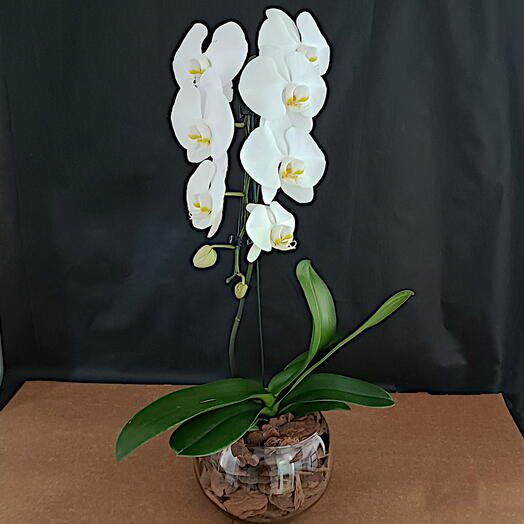Orquidea phalaenopsis branca cascata no vidro aquario