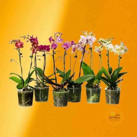 Orquideas Mini Radiante Estou