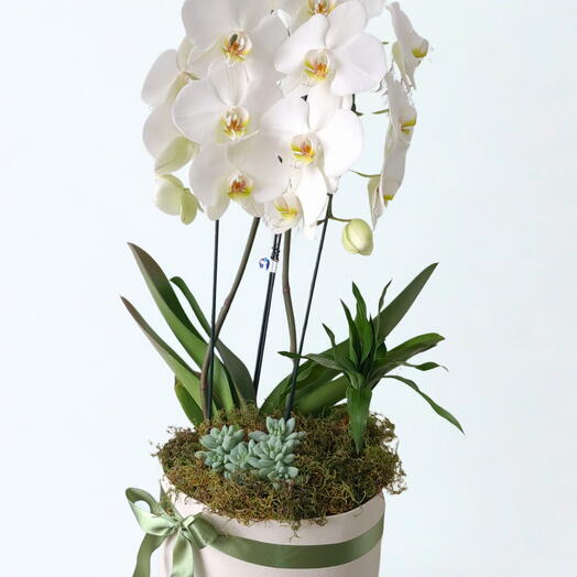 Orquidea Mix Floral