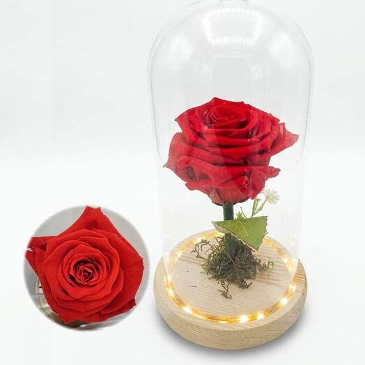 Rosa Encantada Vermelha - Cupula de Vidro