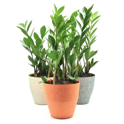 Cachepot com Planta Zamioculca (Cimento)