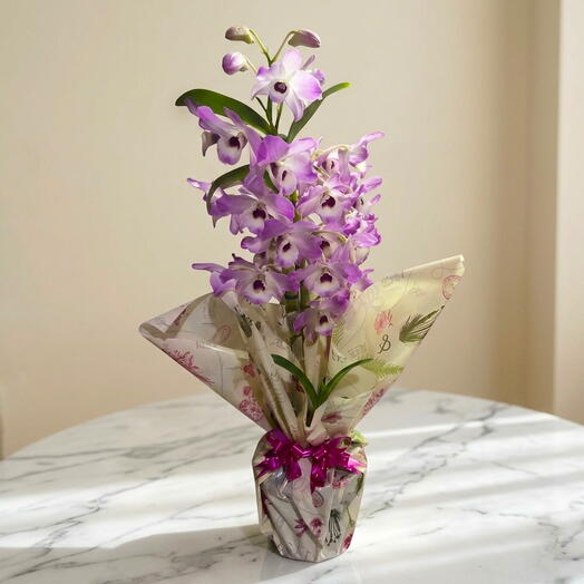 Orquidea
