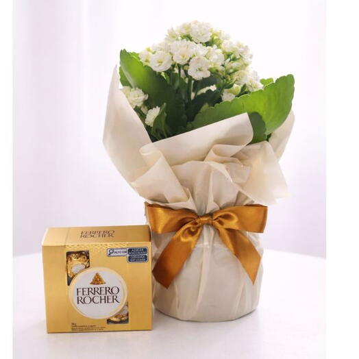 Kit de Presente Ferrero Rocher e Kalanchoe