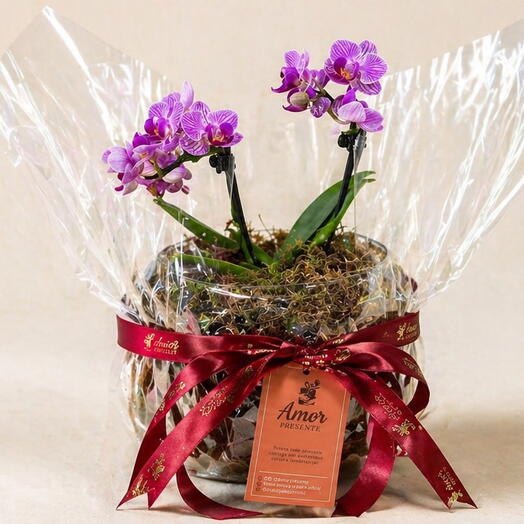 Mini Orquidea Phalaenopsis Dupla Roxa – Elegância que Enca