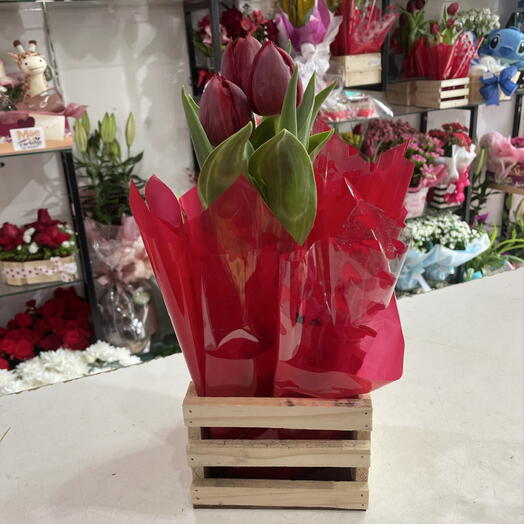 Tulipa