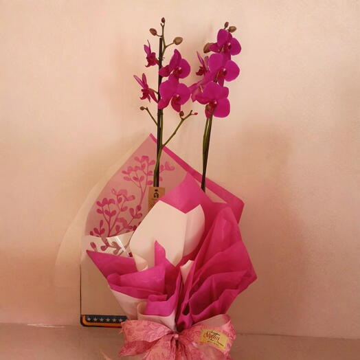 Orquidea Phaleanopolis
