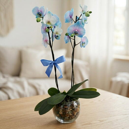 Orquidea Frozen Plantada