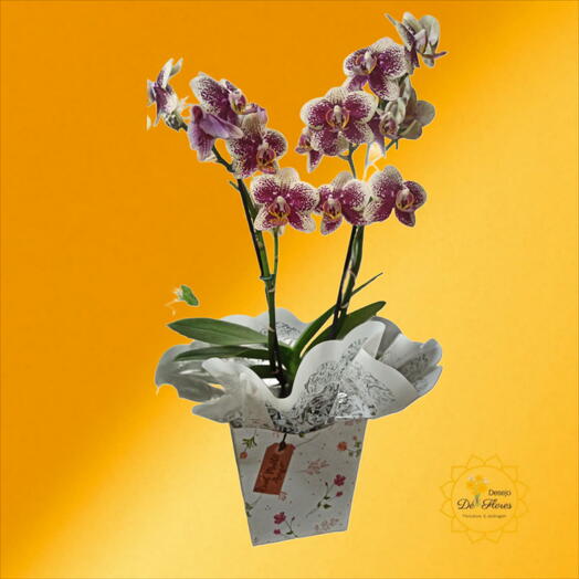 Orquidea Saudade 2 Hastes - 🌷 DIA DAS MÃES