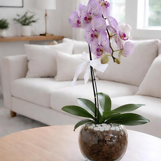 Orquidea especial cascata pigmentada