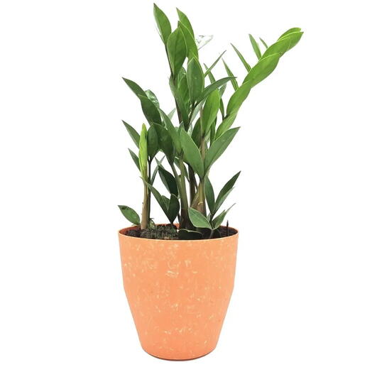 Cachepot com Planta Zamioculca (Terracota)
