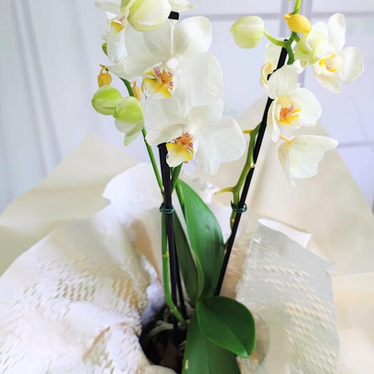 Flores e Presentes - Orquidea