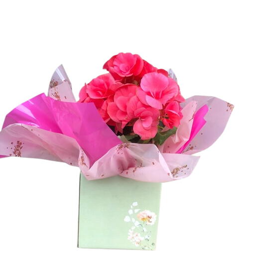 Begonias Rosas Cachepot