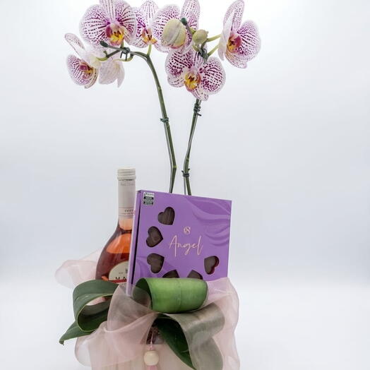Orquidea  Glamour + Chocolate e Vinho