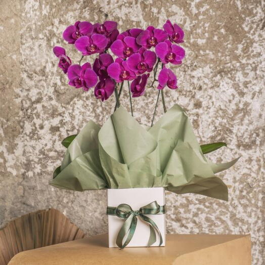 Orquidea Premium