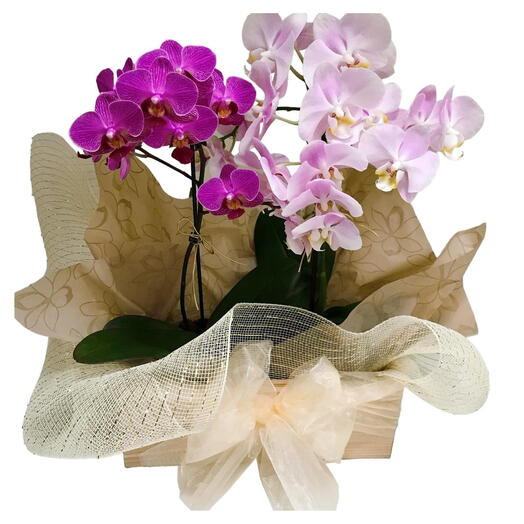 Dupla de Orquideas