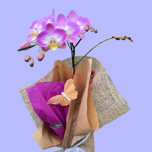 Orquidea e Borboleta