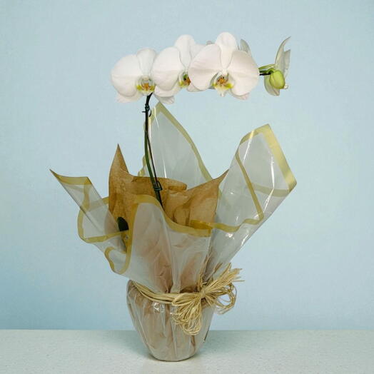 Orquidea Branca