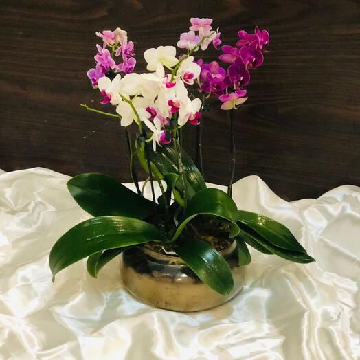 Trio de orquidea