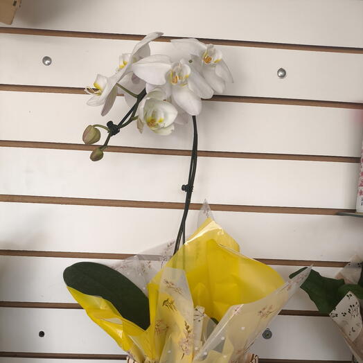 Orquidea Branca Phalaenopsis