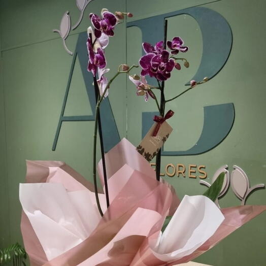Orquideas