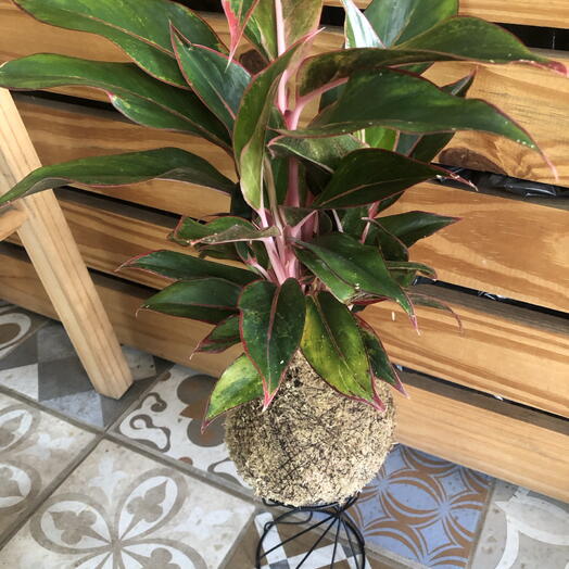 Kokedama de Aglaonema