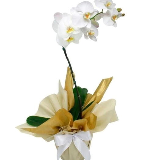 Orquidea Branca Embalada
