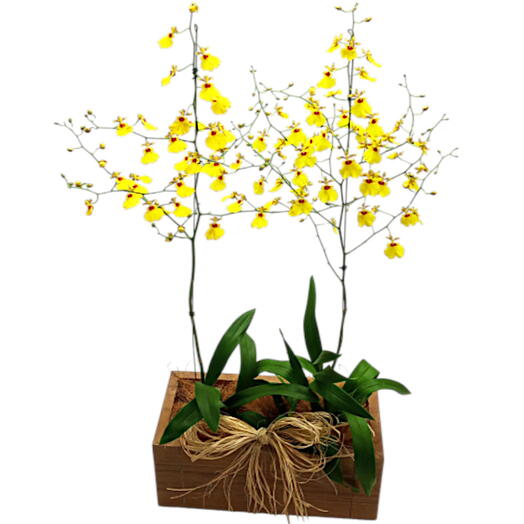 2 vasos de orquidea chuva de ouro no cachepo de madeira