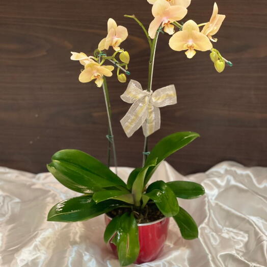 Orquidea caramelo