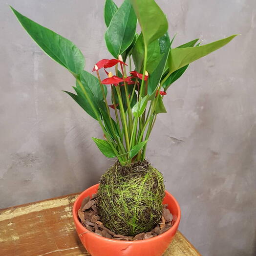 Kokedama de Mini Anturio