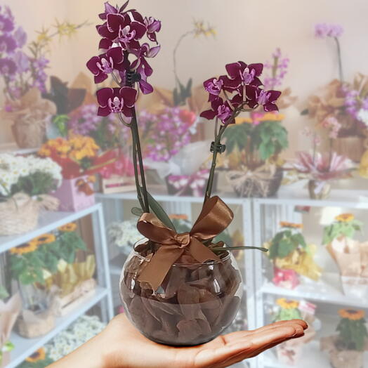 Orquidea Phalaenopsis Baby Vinho no Vidro