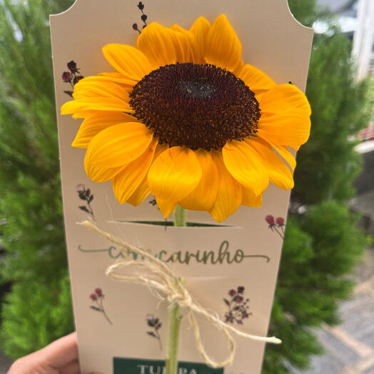 Girassol Cartão
