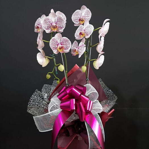 Orquidea Phalaenopsis Duas Haste