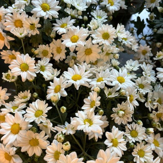 Arranjo de Margaridas