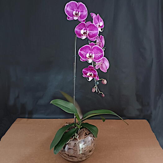 Orquidea phalaenopsis cor de rosa cascata no vidro aquario