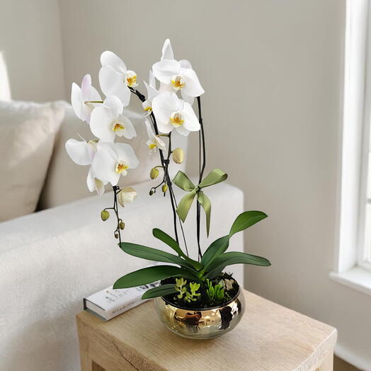 Orquidea Super Premium