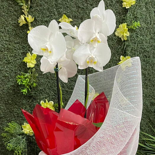 Orquideas Coloridas Duas Hastes