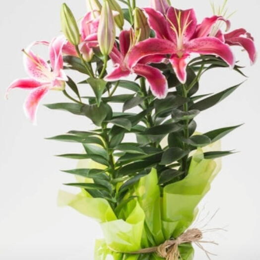 Lirios Plantados