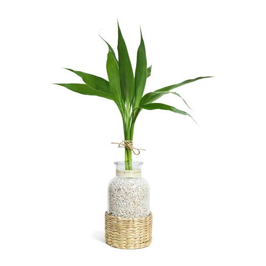 Vaso em Vidro Panama com Bambu da Sorte