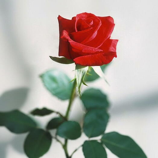 Botão de Rosa Unitario