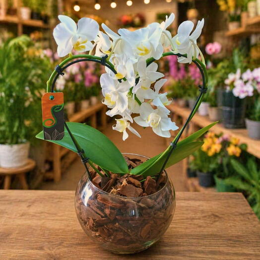 Mini Orquideas Branca Phalaenopsis Formato Coração