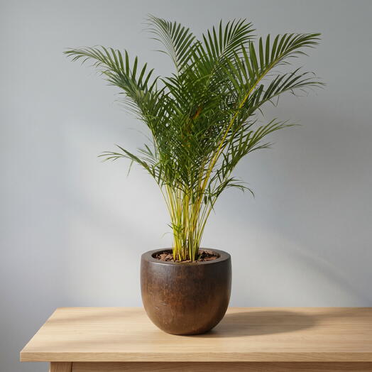 Palmeira (sem vaso)