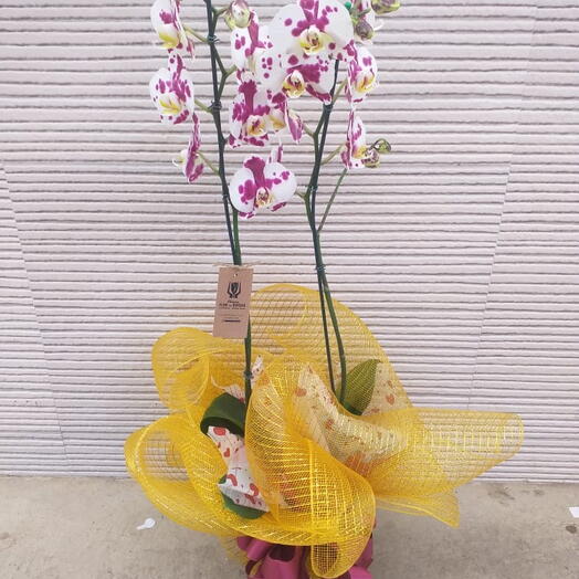 Orquidea Florianopolis na tela