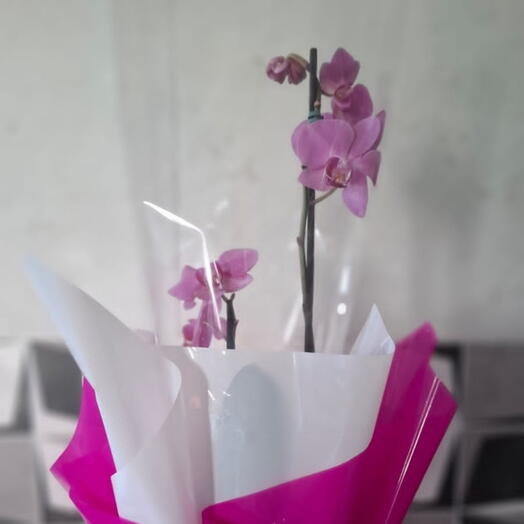 Orquidea lilas