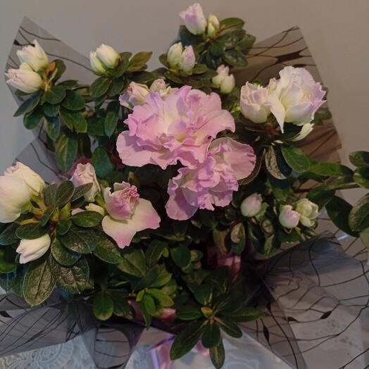 Flores azaleia florido para presentear