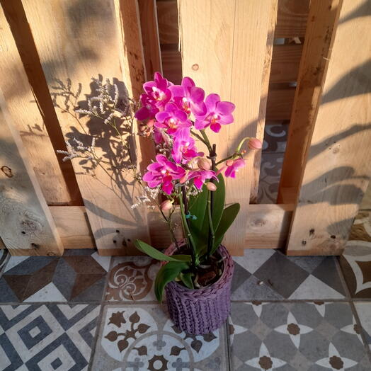 Mini orquidea no cachepo de malha