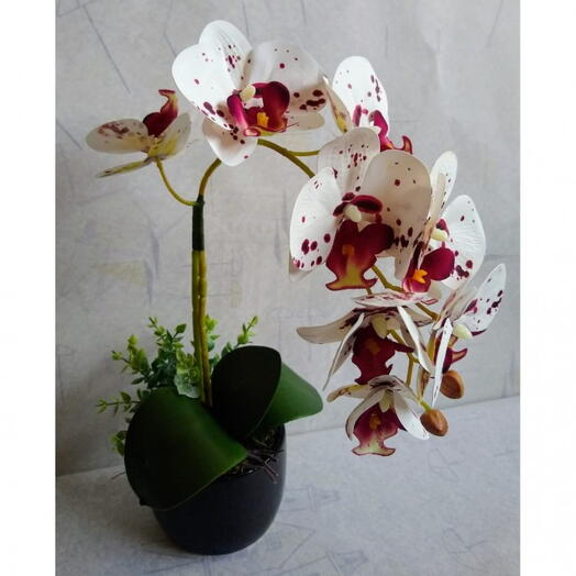 Orquidea Branca com Manchas Roxas