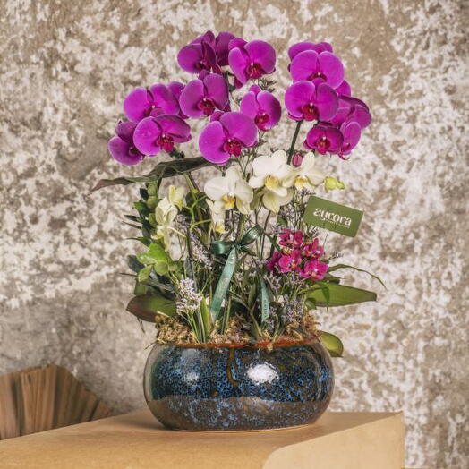 Jardim Aurora Premium